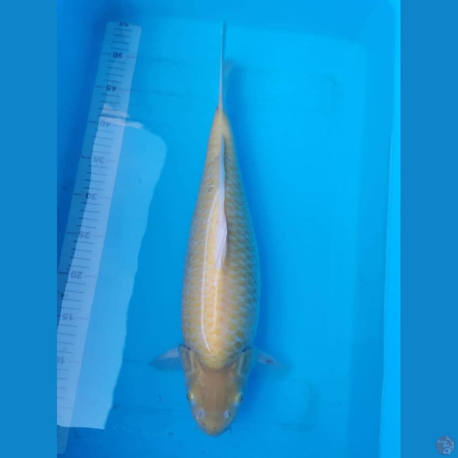 Karashi 45 cm punuk bulky