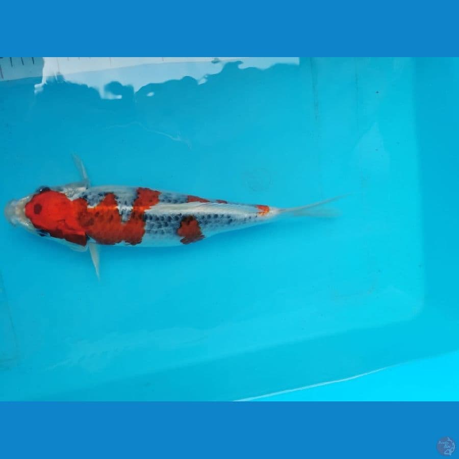 Red kujaku 32 cm merah strong
