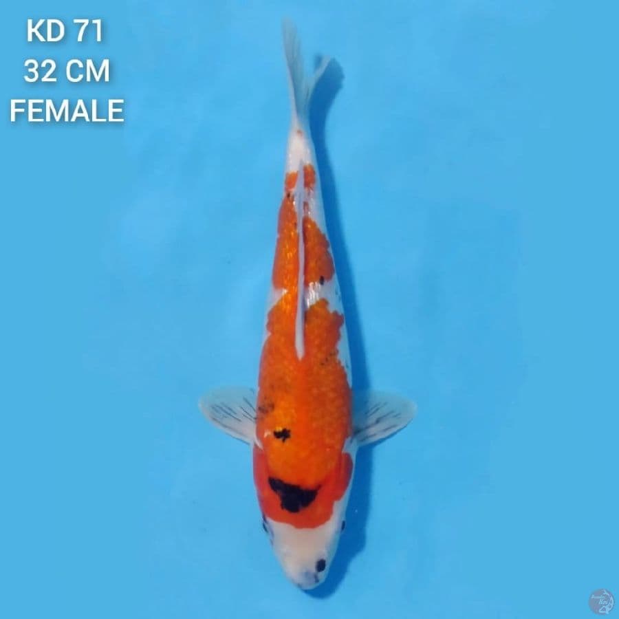 Showa Tategoi 32cm Female