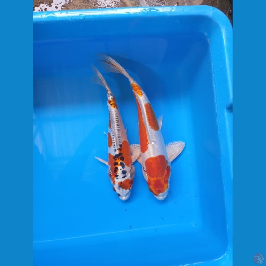 red kiko 24-28cm