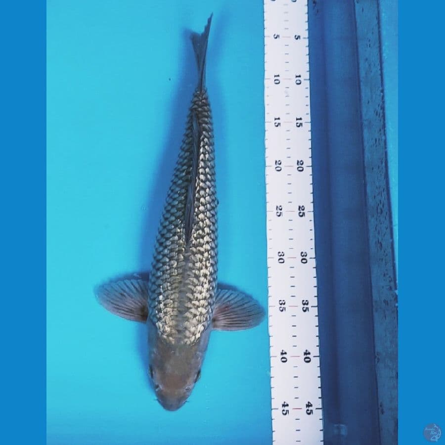 soragin 40cm male
