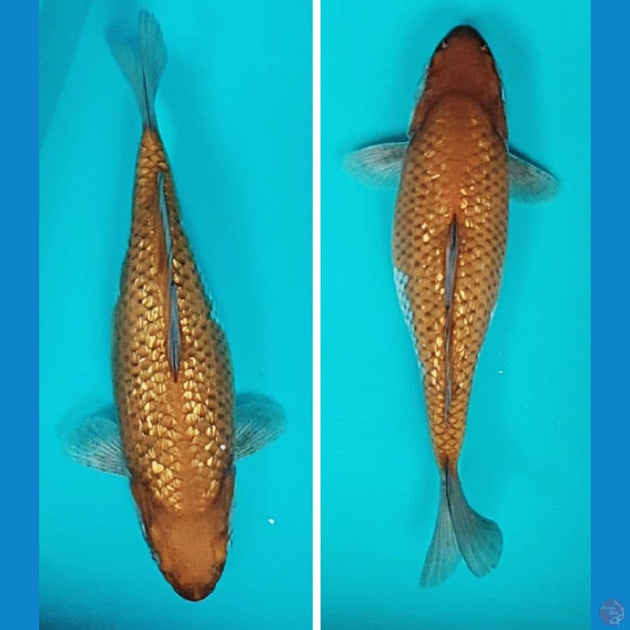 ochiba shigure punuk 35cm fm