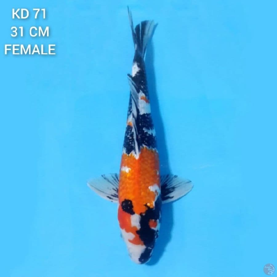 Ginrin Showa 31cm Female