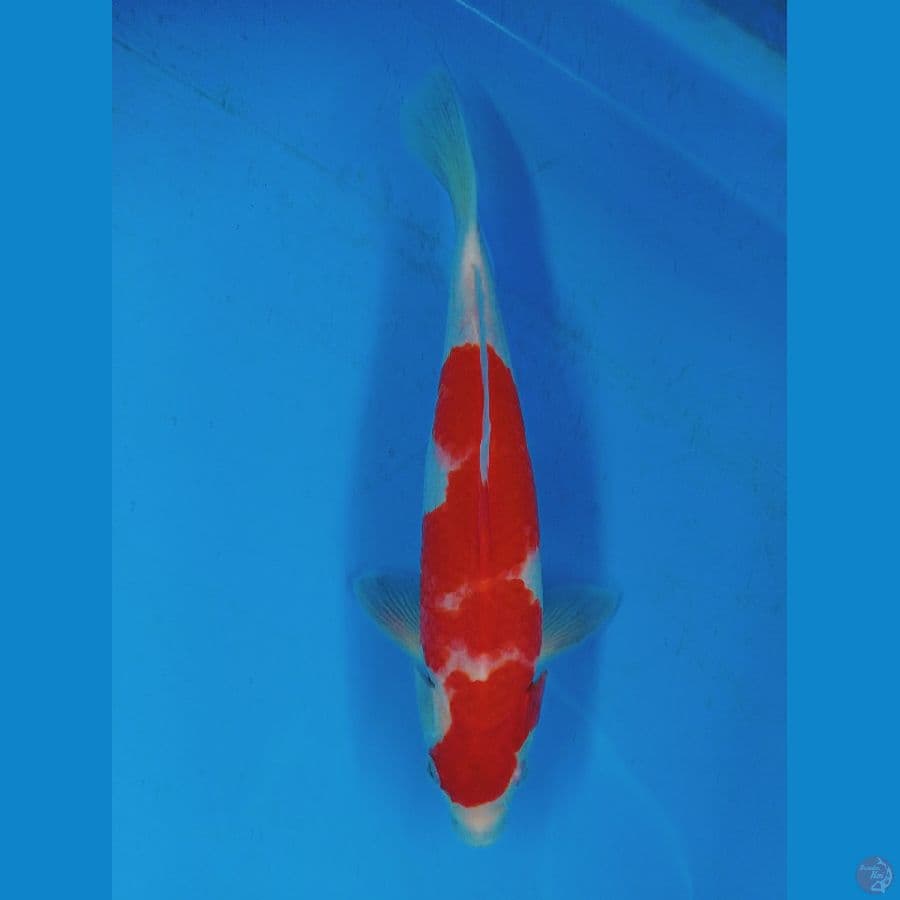 Kohaku Original Red Strong