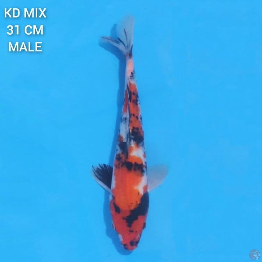 Showa Tategoi 31cm Male