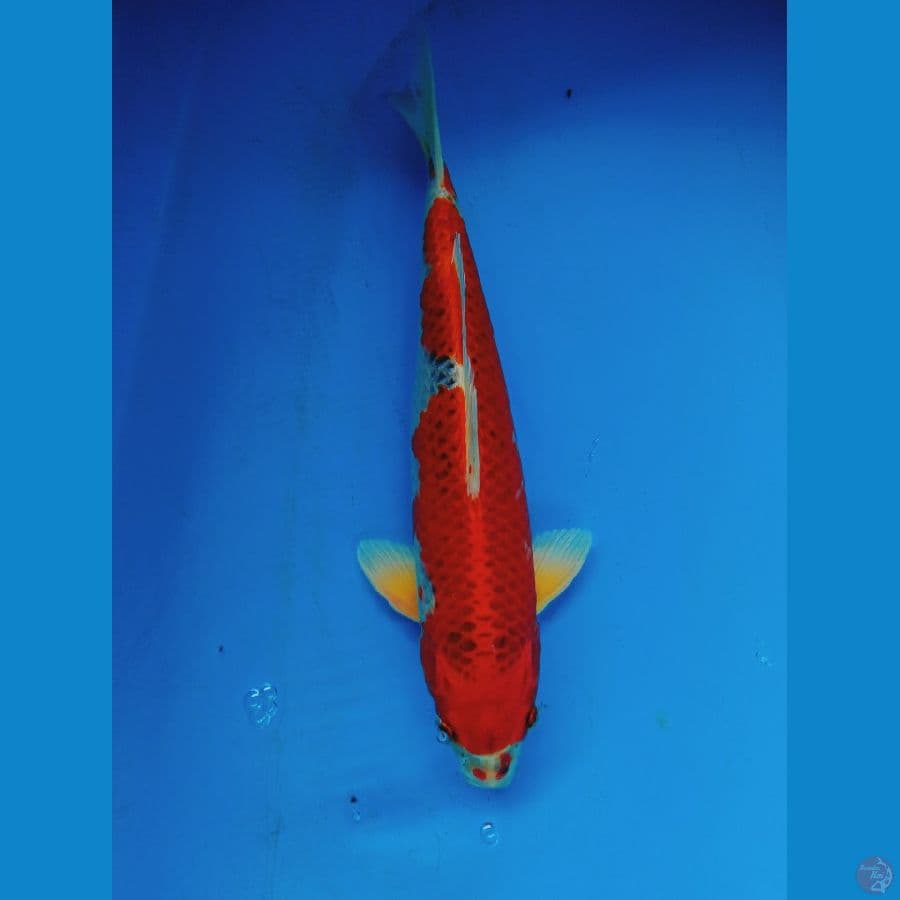 Goshiki Racing Red Strong
