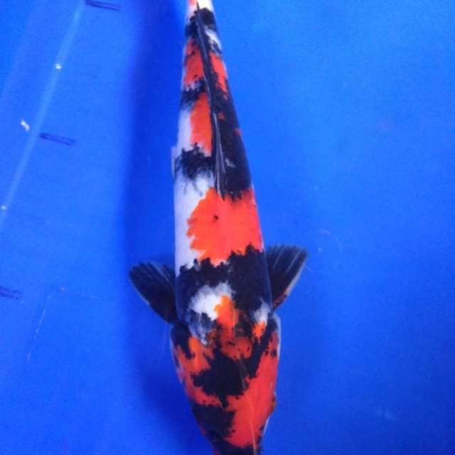 34 cm - SHOWA - male