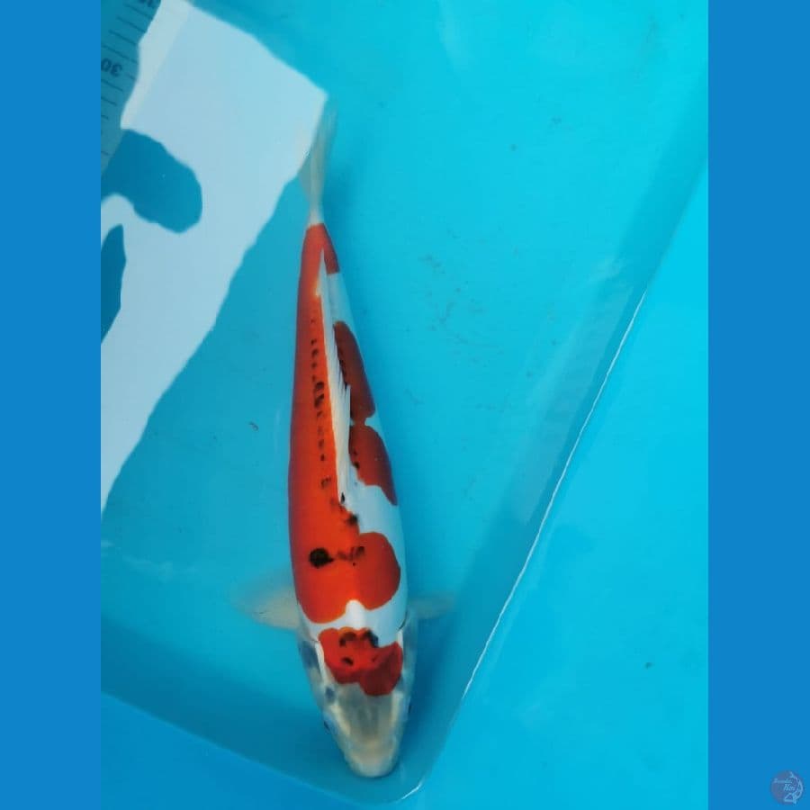Kiko 38 cm merah strong