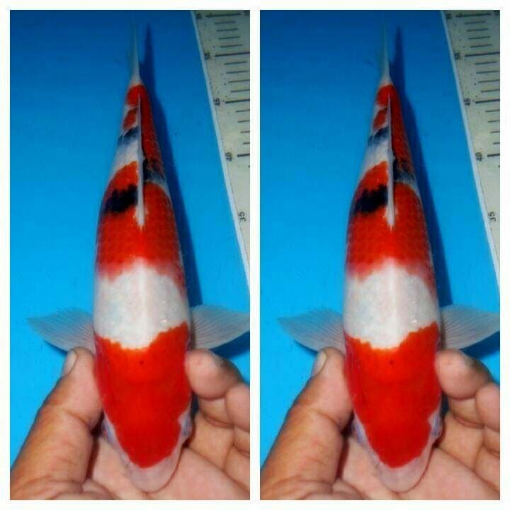 Baby sanke f1 male