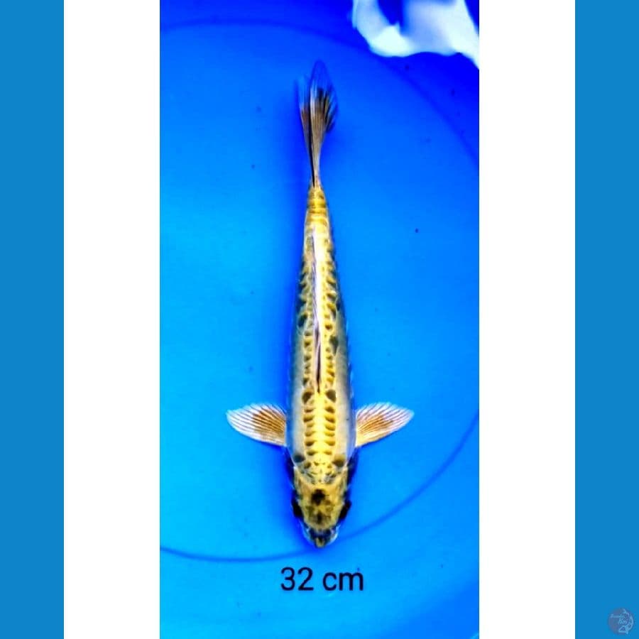 Antikan 32 cm