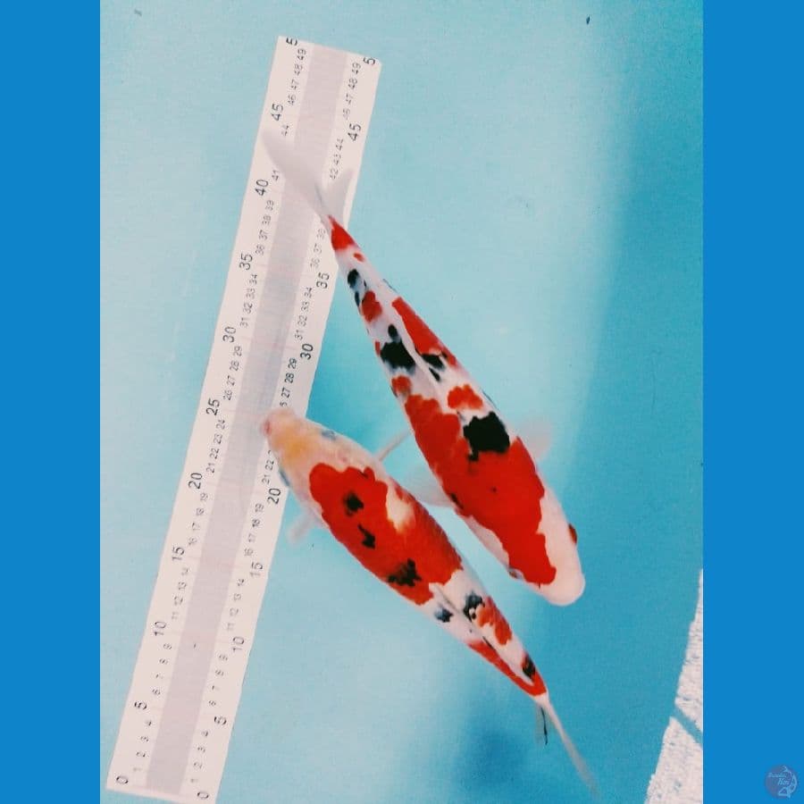 mix 2ekor 30cm semua