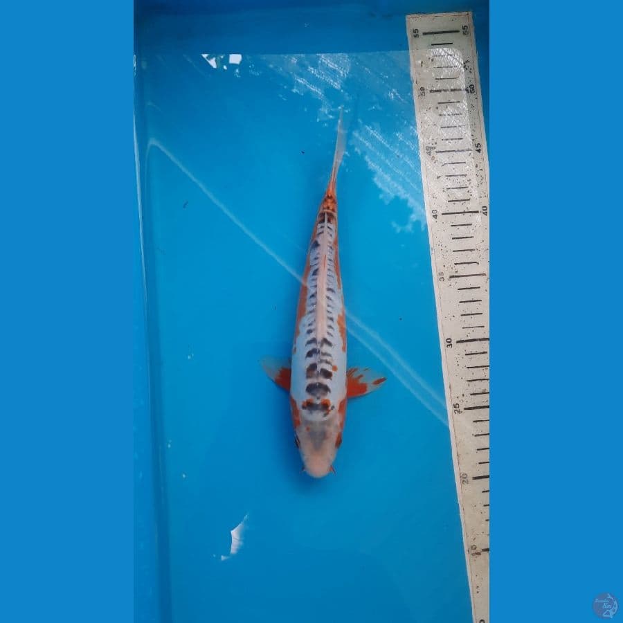 shusui 26cm