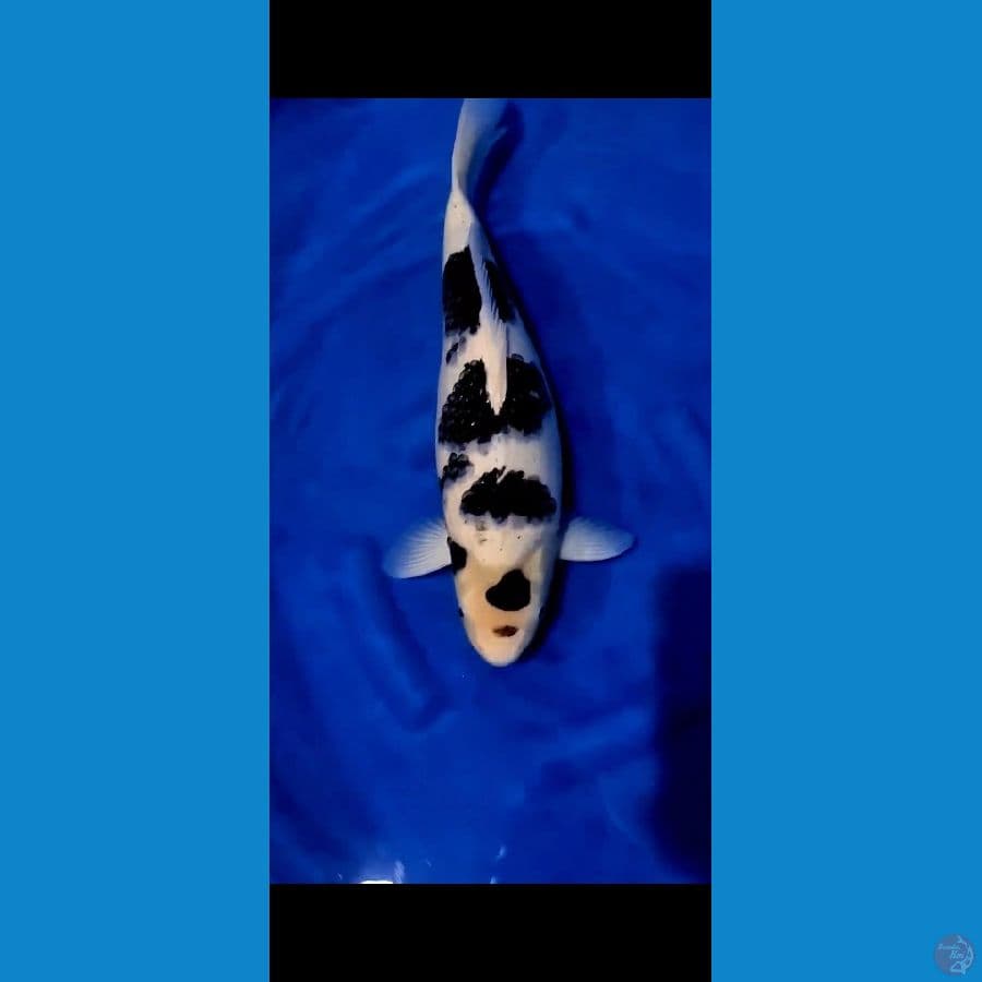 Maruten Budo Goromo 45 cm