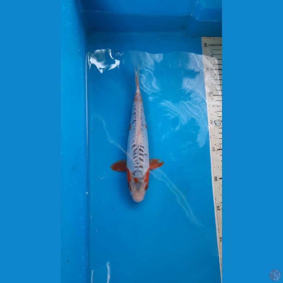 shusui 24cm