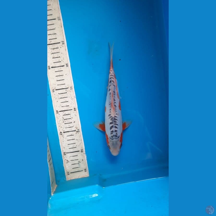 shusui 25cm