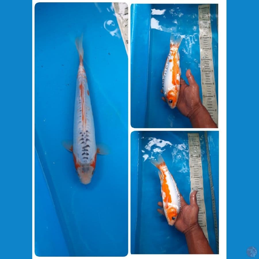 shusui 28cm