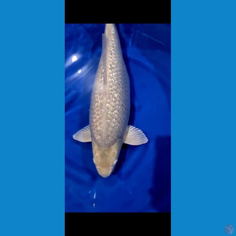 Soragoi Ginrin Bulky 56 cm