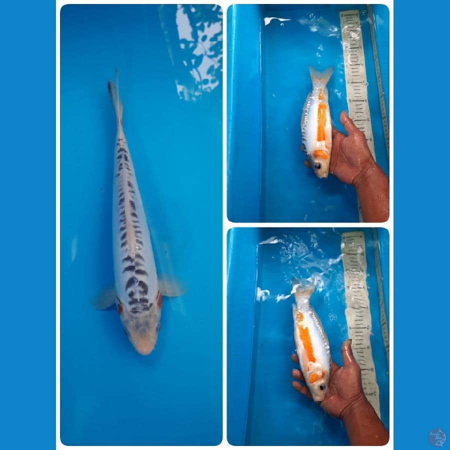 shusui 27cm