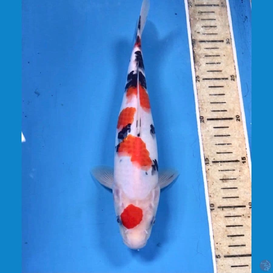 sanke, 27 cm