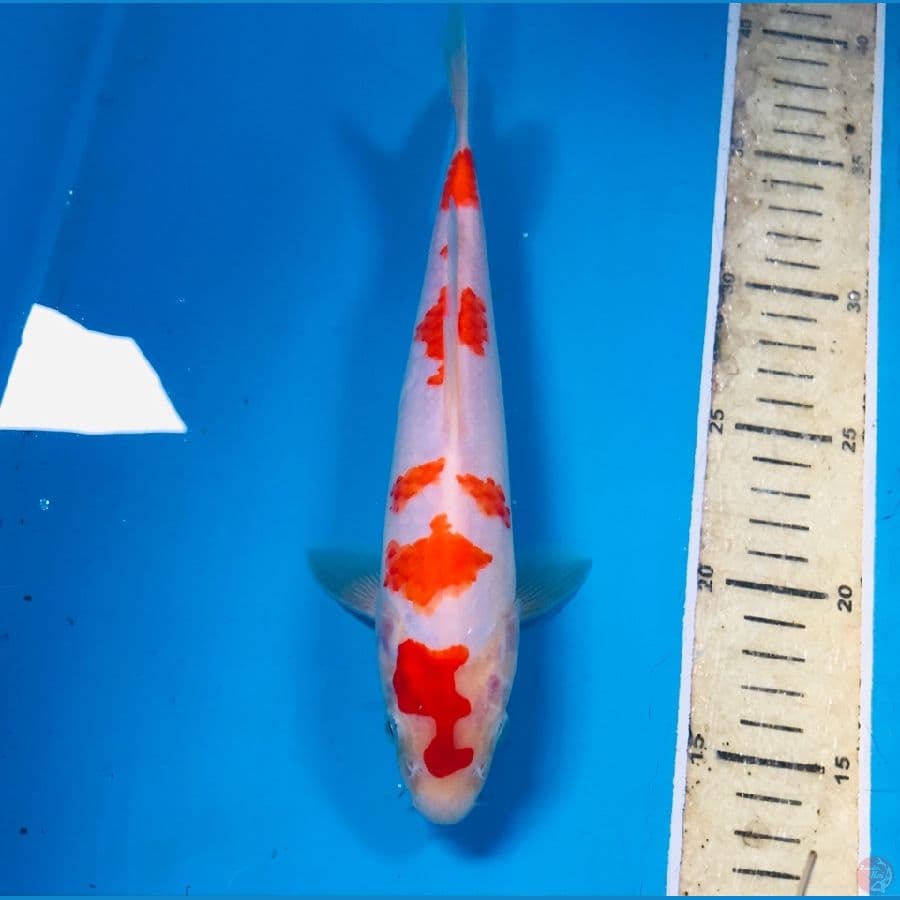 kohaku, 25 cm