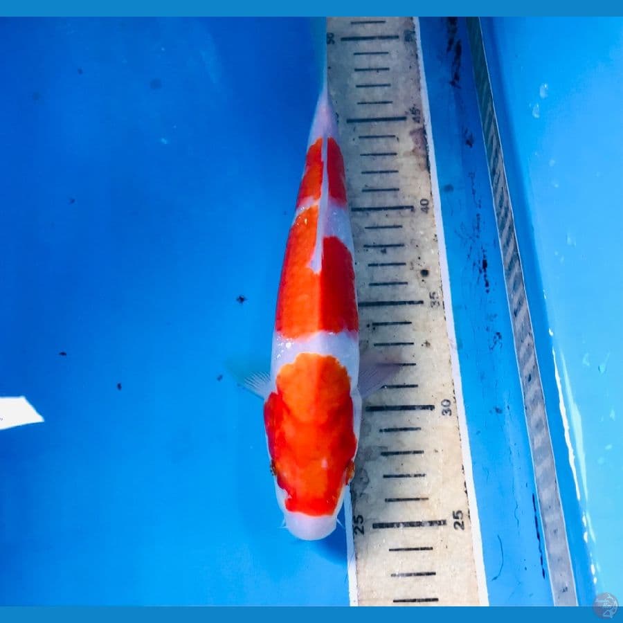 kohaku, 25 cm