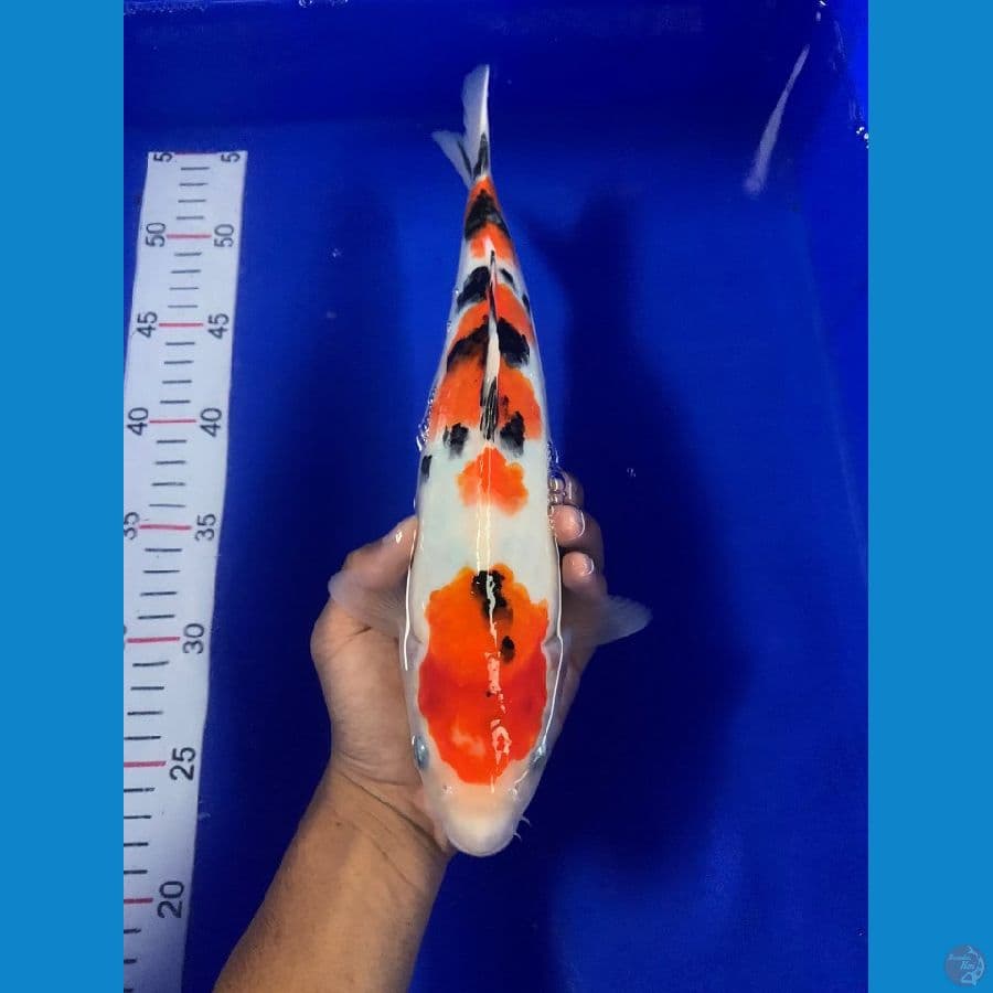 6step Shobosumi 30cm