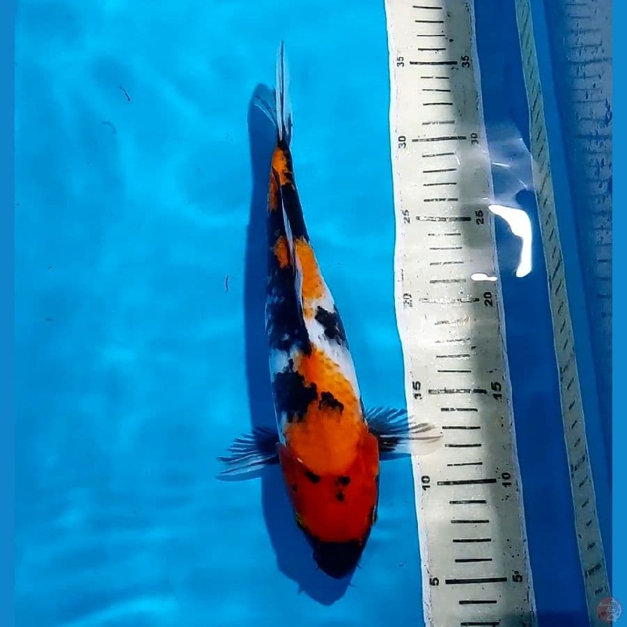 SHOWA 29 CM