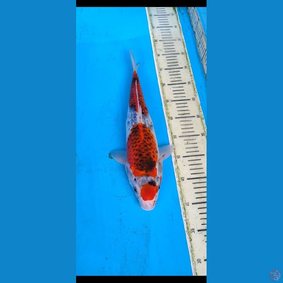 maruten goshiki.... 40cm