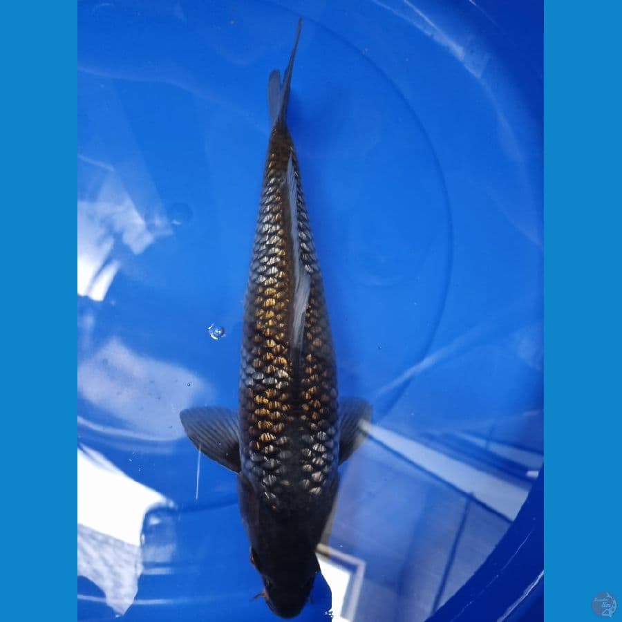 Wkoi ochiba ginrin 36cm (ginrin padat)