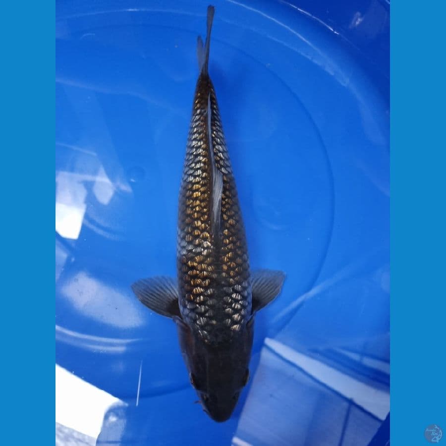 Wkoi ochiba ginrin 36cm (ginrin padat)