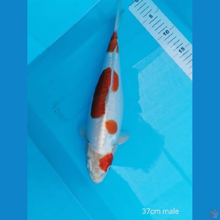 Kikusui 37 cm