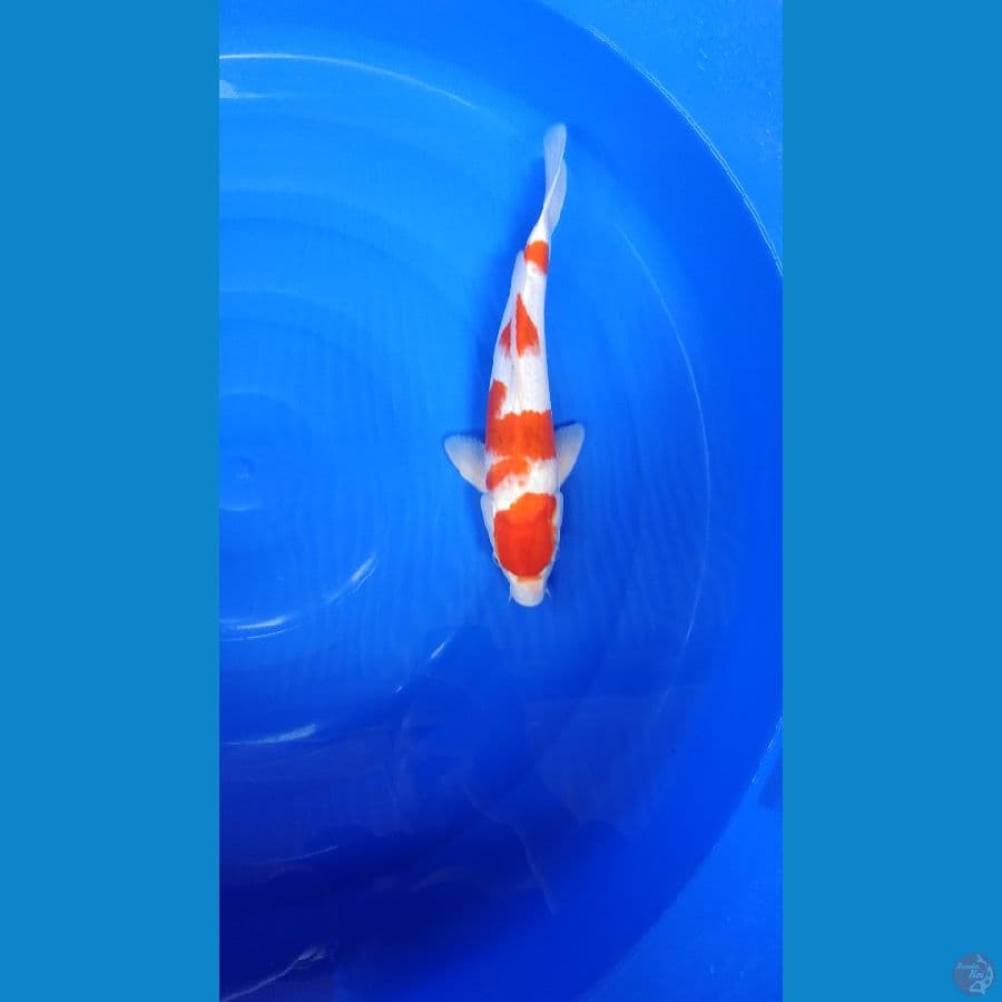 KOHAKU 4STEP 36CM JANTAN