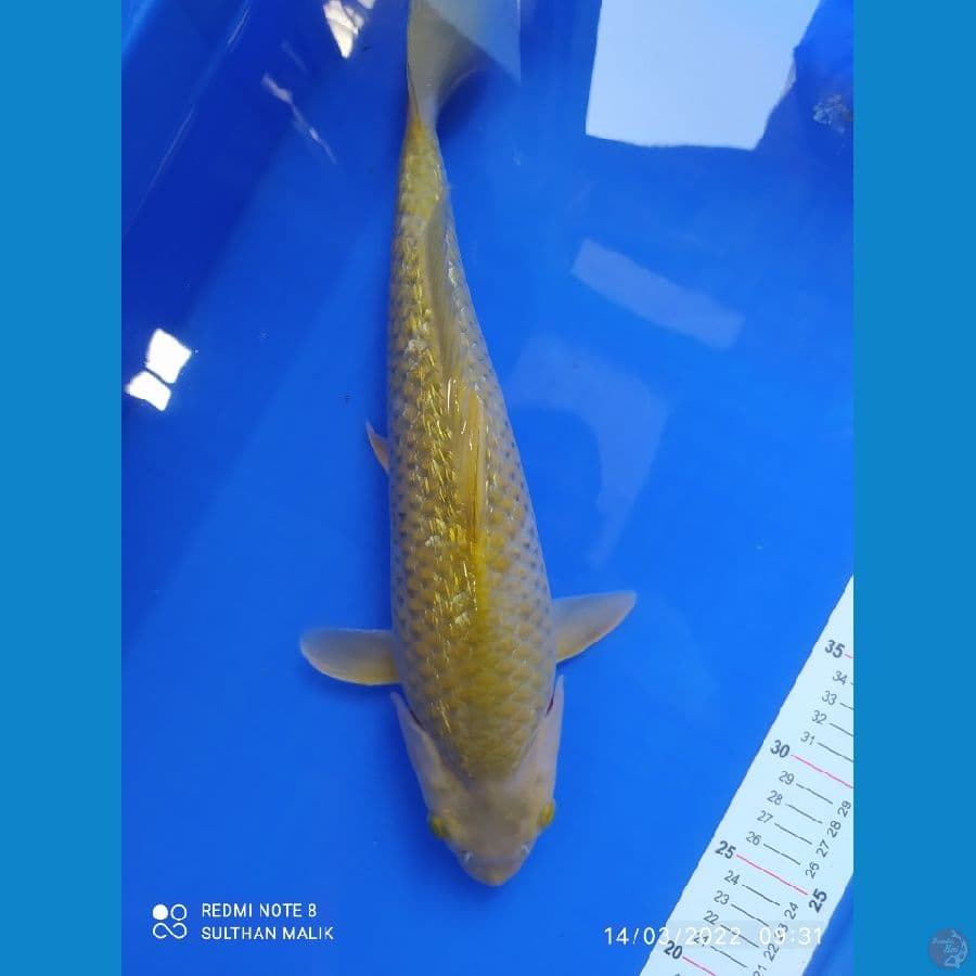 midori ginrin 40 cm buly punuk