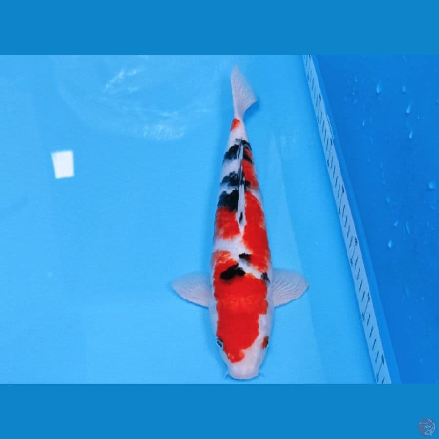 Sankey 30cm/male