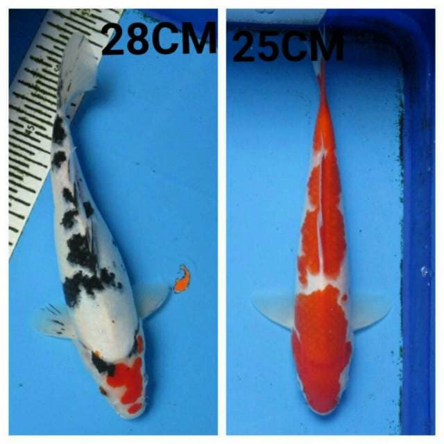 SANKE KOHAKU