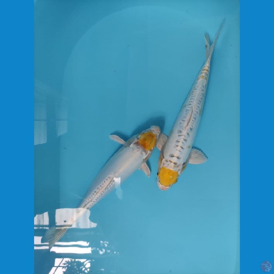 Tc Hariwake 30 cm