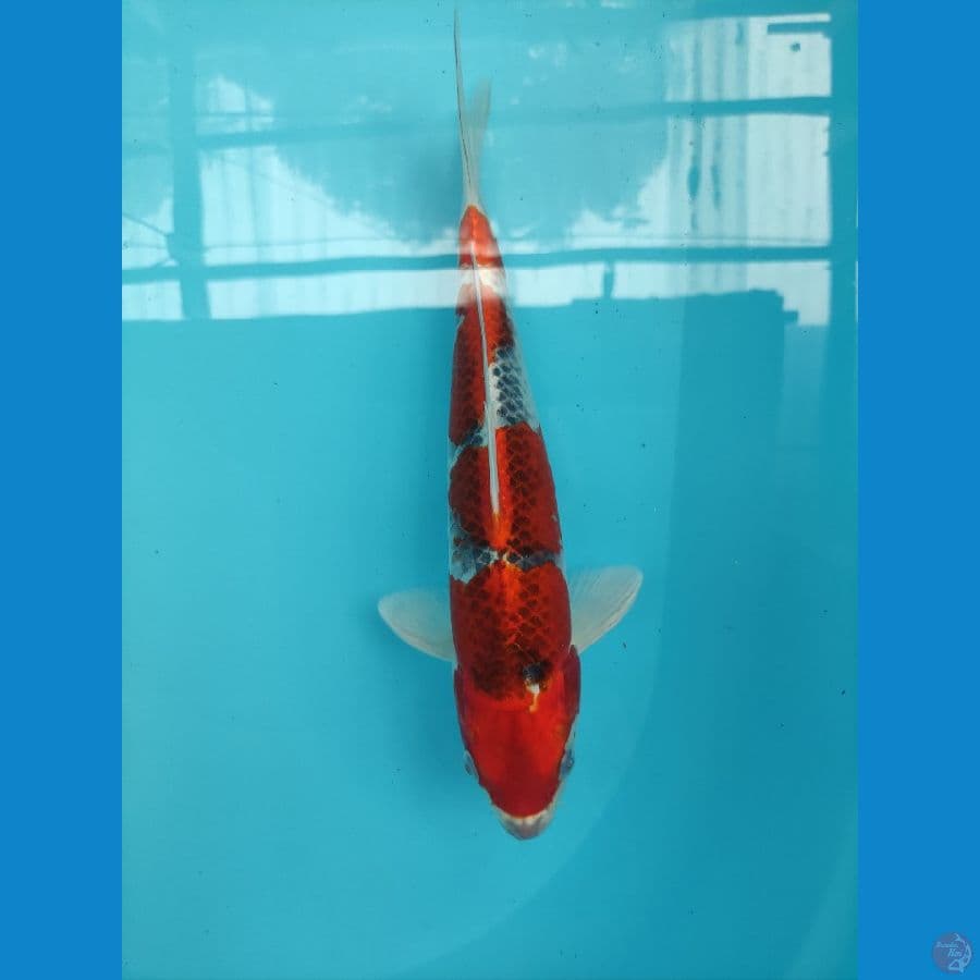 GHOSIKI 30 CM