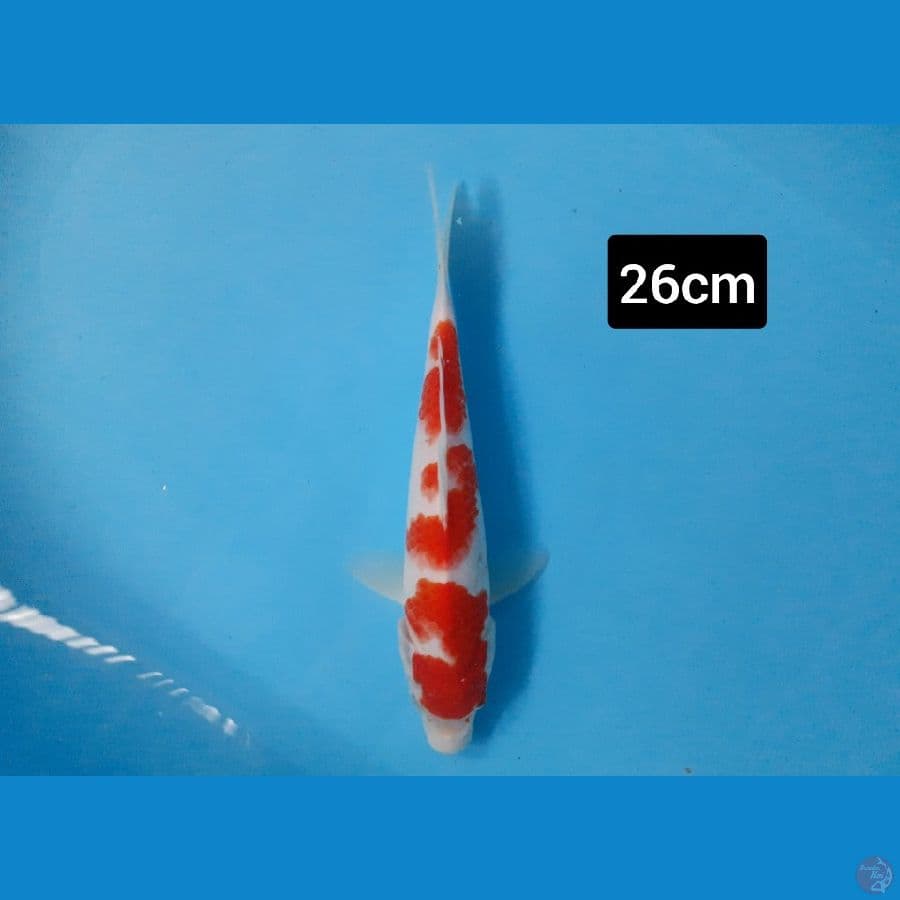 Kohaku
