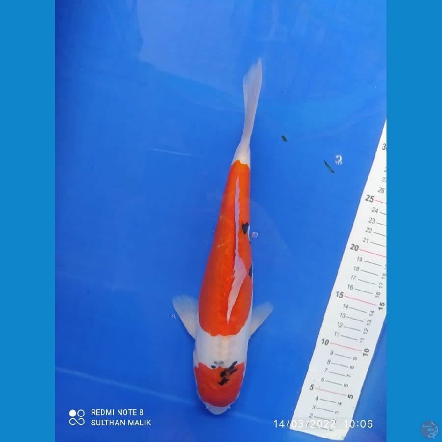 sanke doit 32 cm