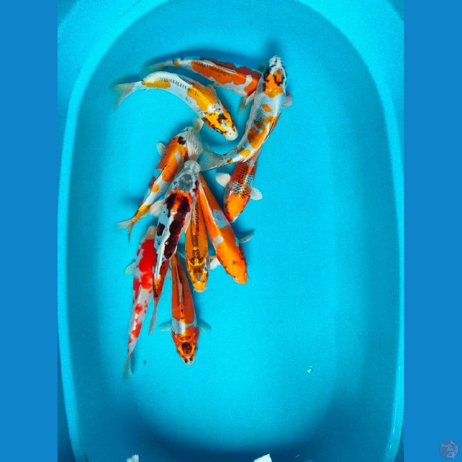 kiko mix