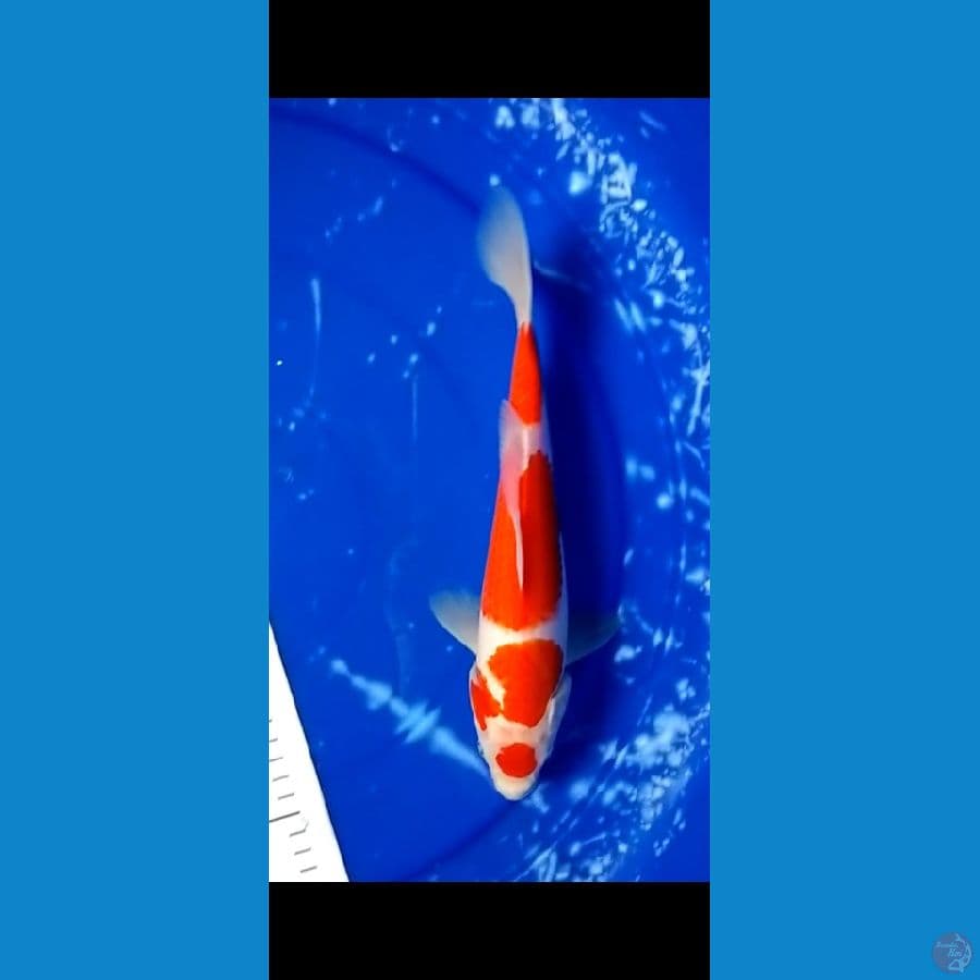 kohaku maruten 28 cm (ori)