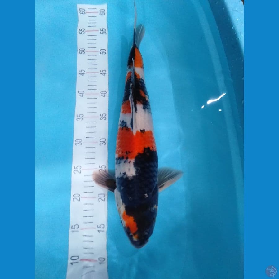 maruten showa 42cm (jantan)