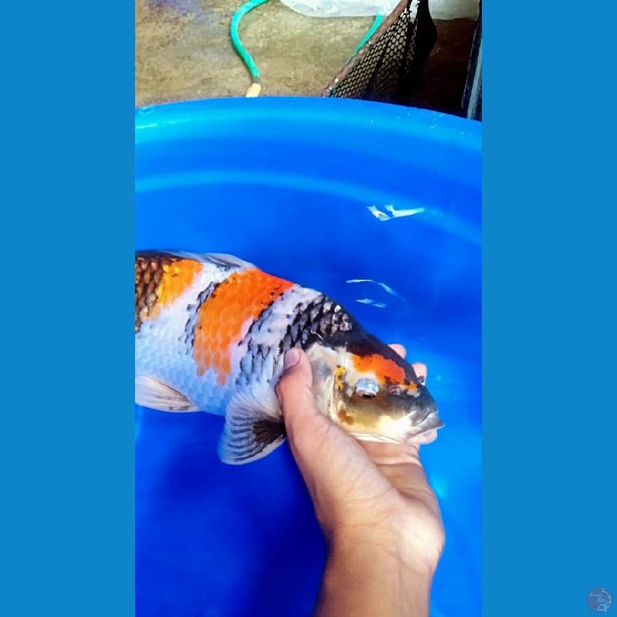 maruten showa 42cm (jantan)