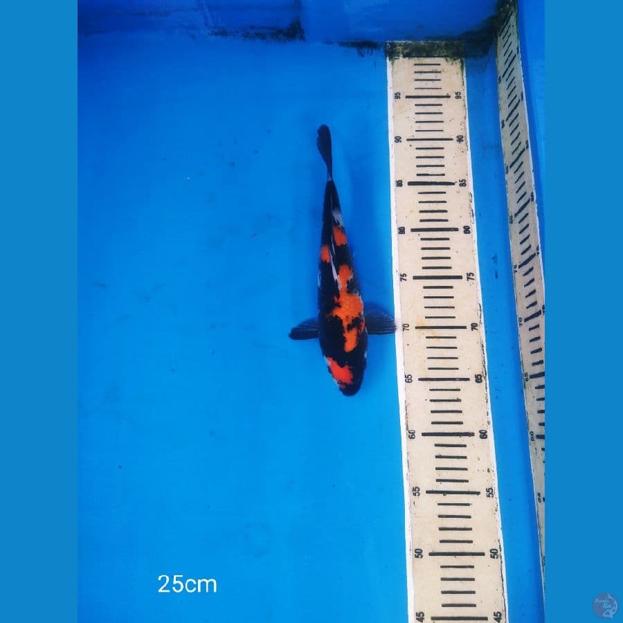 showangar