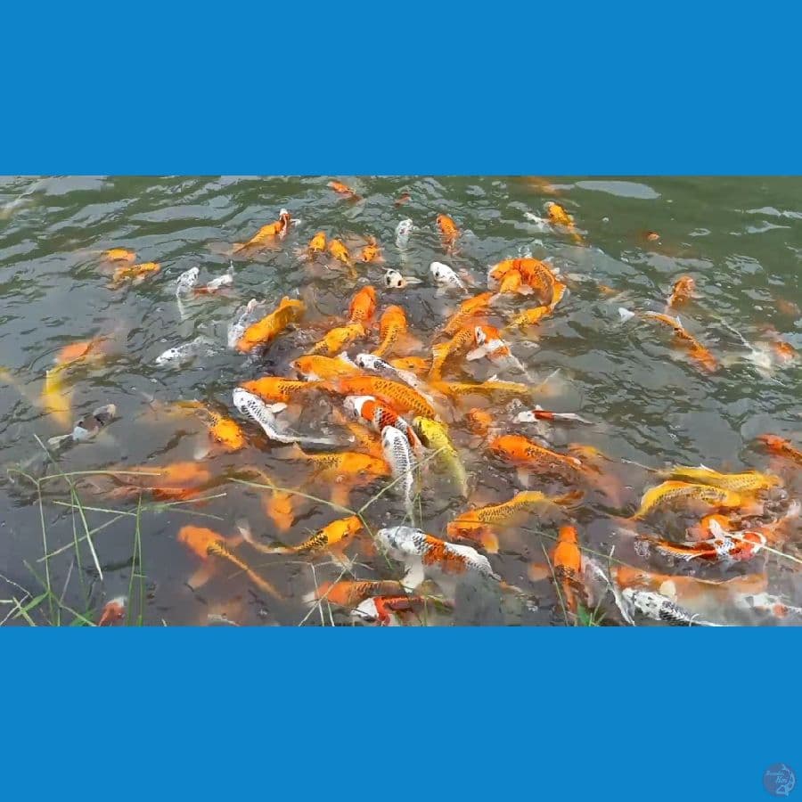 KUJAKU MIX (borongan sekolam)