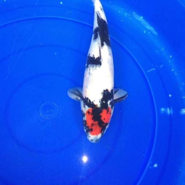 Tancho showa female 35cm
