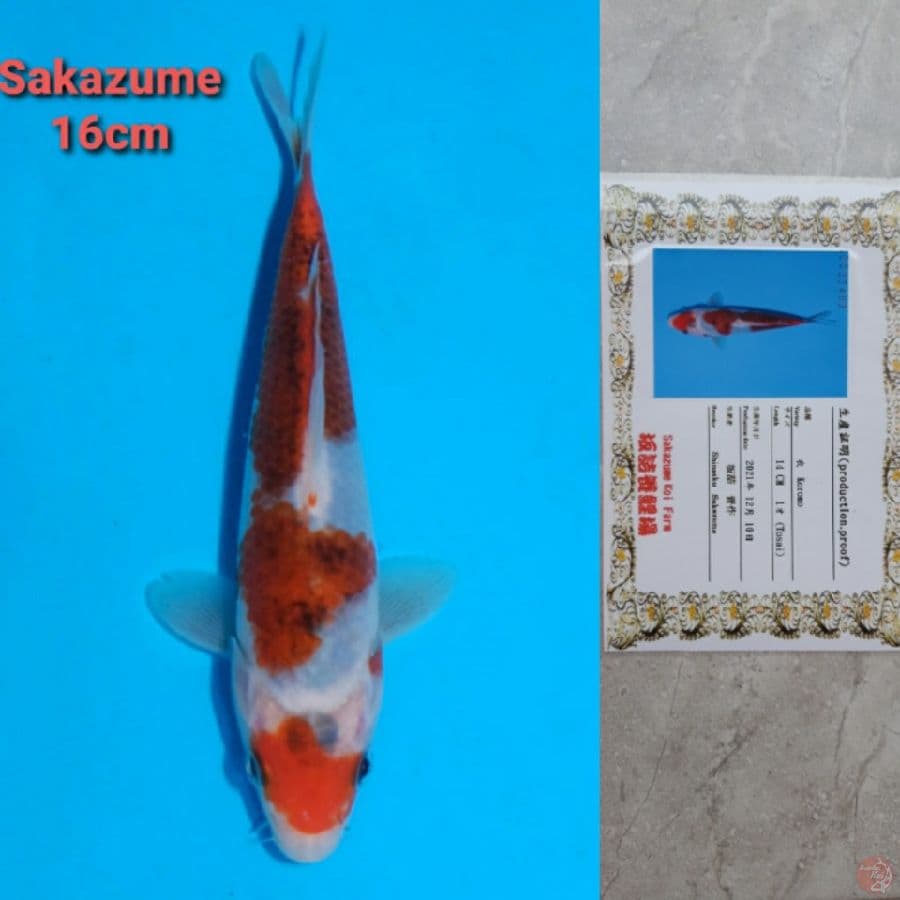SAKAZUME GOROMO