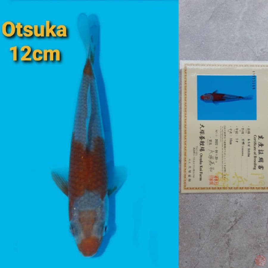 OTSUKA OCHIBA