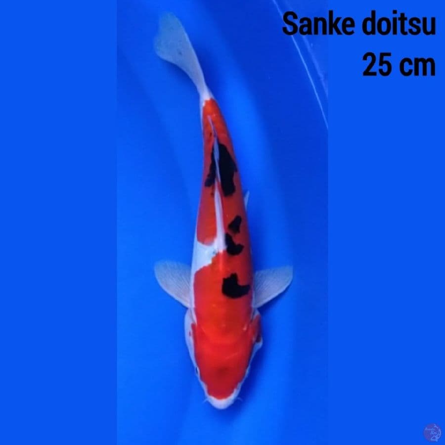 Sanke Doitsu 25 cm