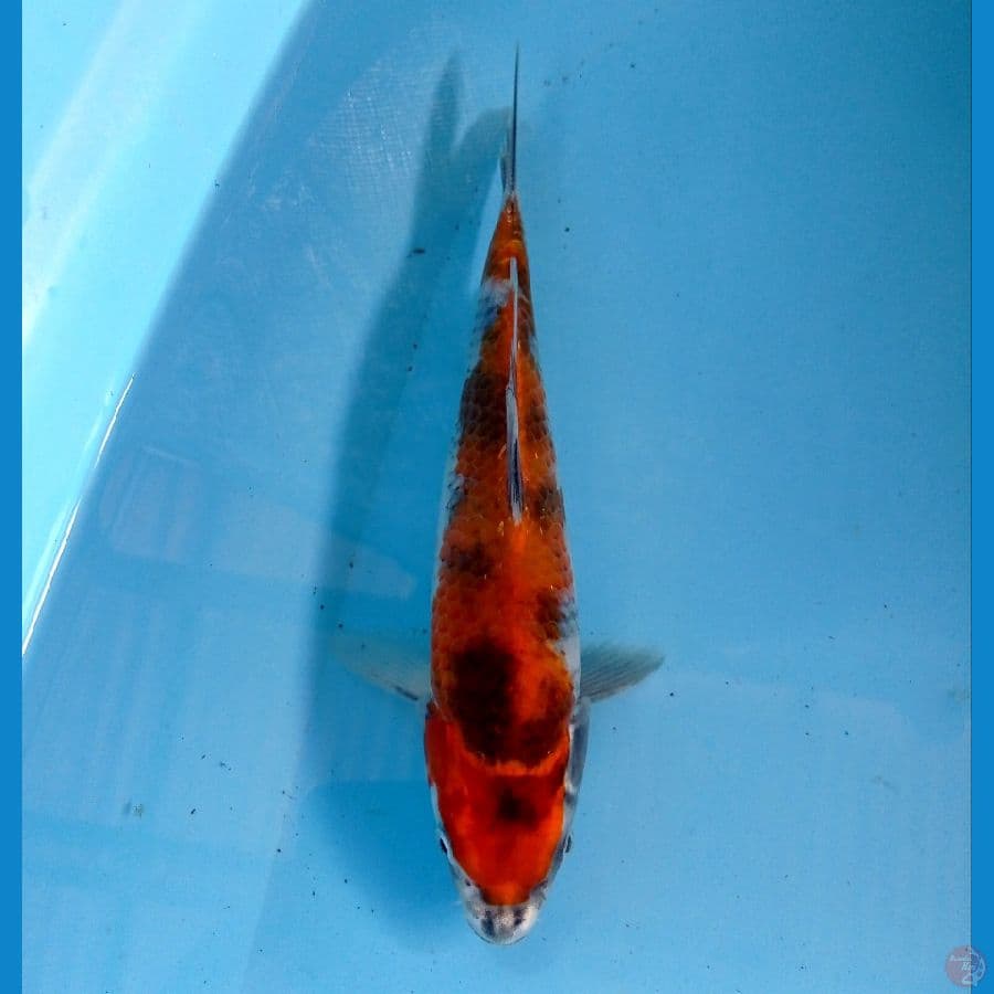 hi showa 23 cm